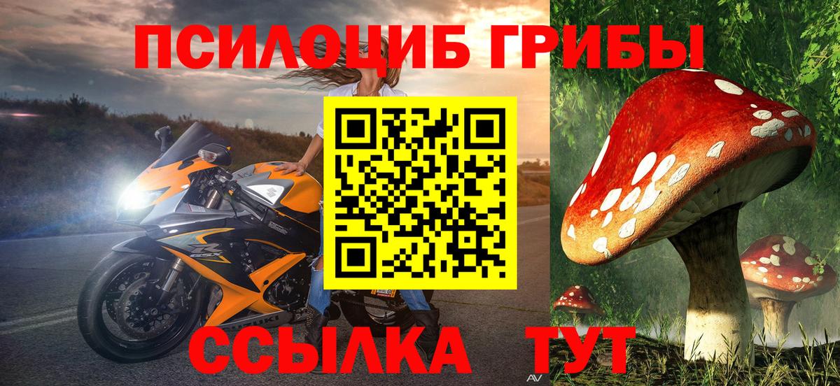 купить наркоту  Зима  Псилоцибиновые грибы Psilocybe 