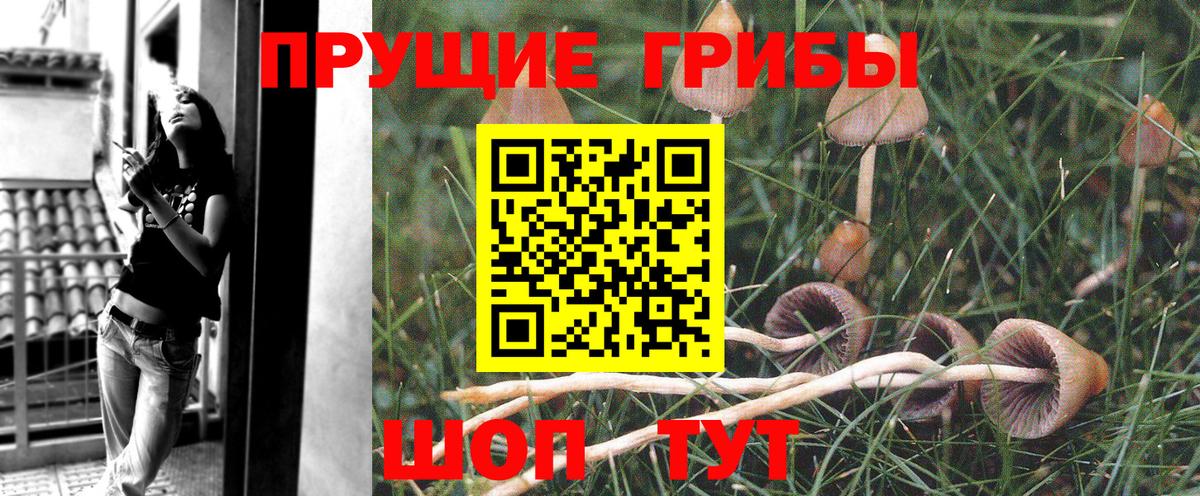 Псилоцибиновые грибы Cubensis Зима